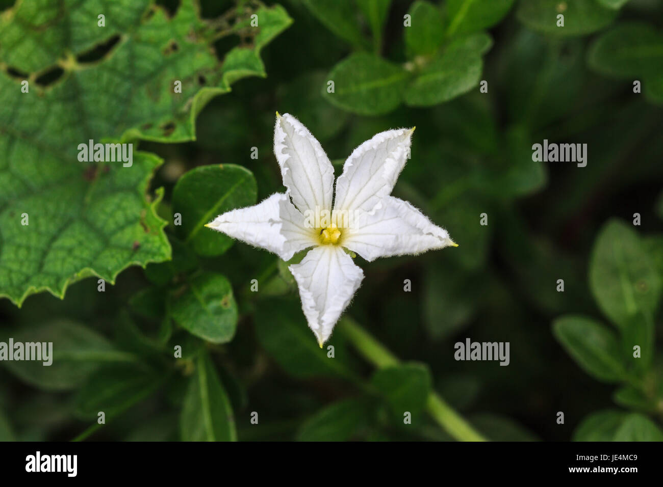 beautiful wild flower in forest, nature background Stock Photo - Alamy