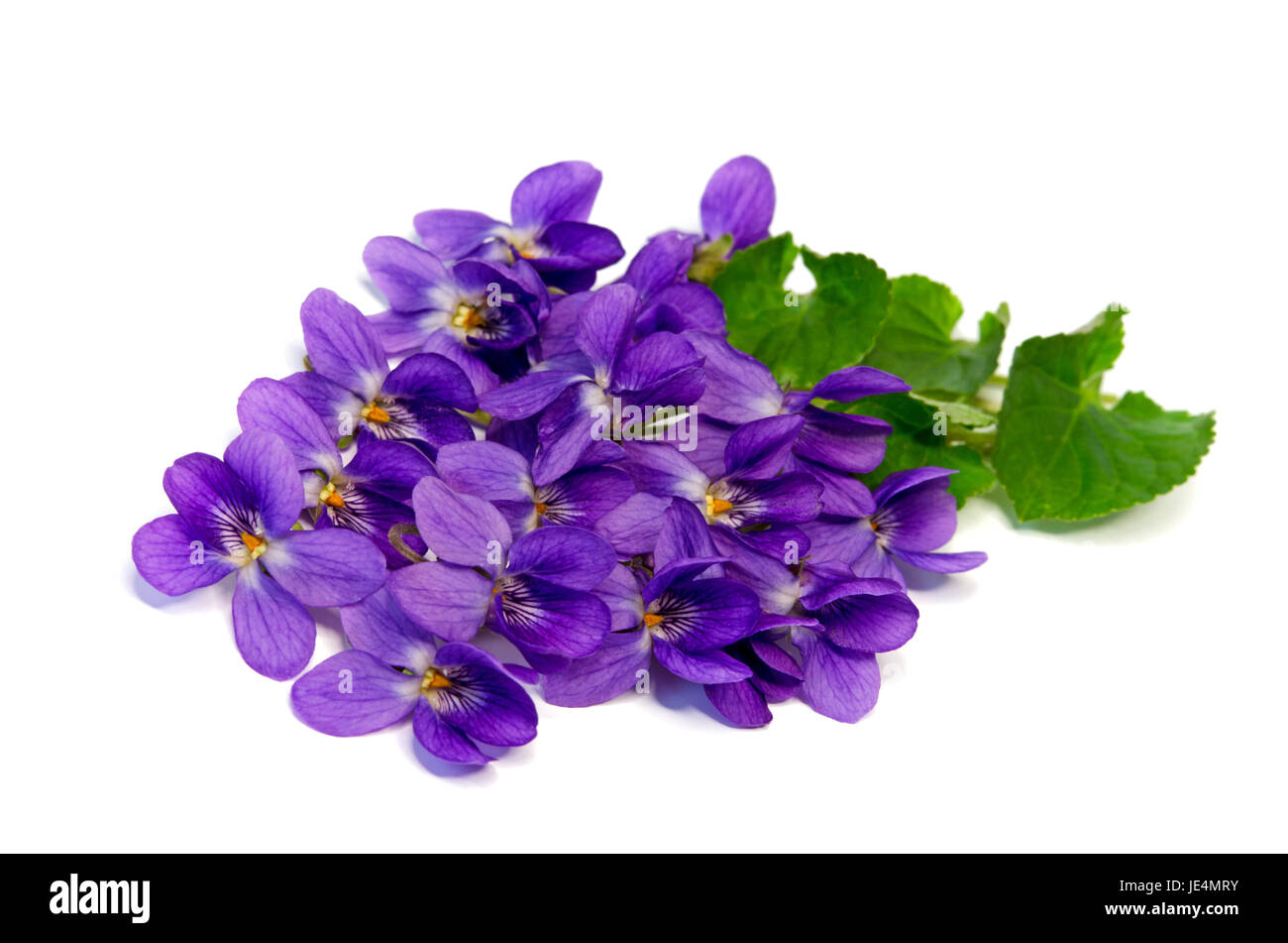 violet Stock Photo