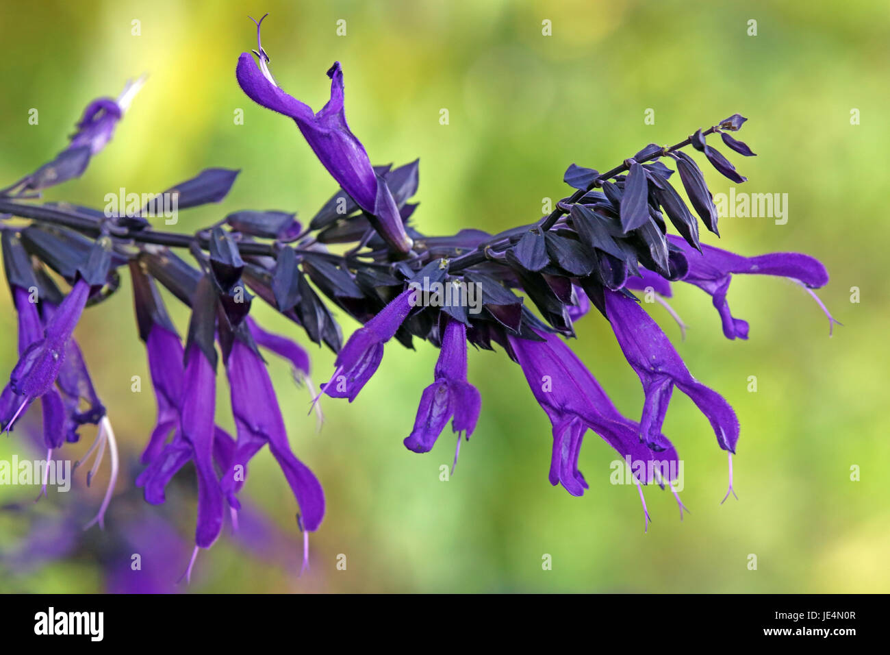 Salvia amistad hi-res stock photography and images - Alamy