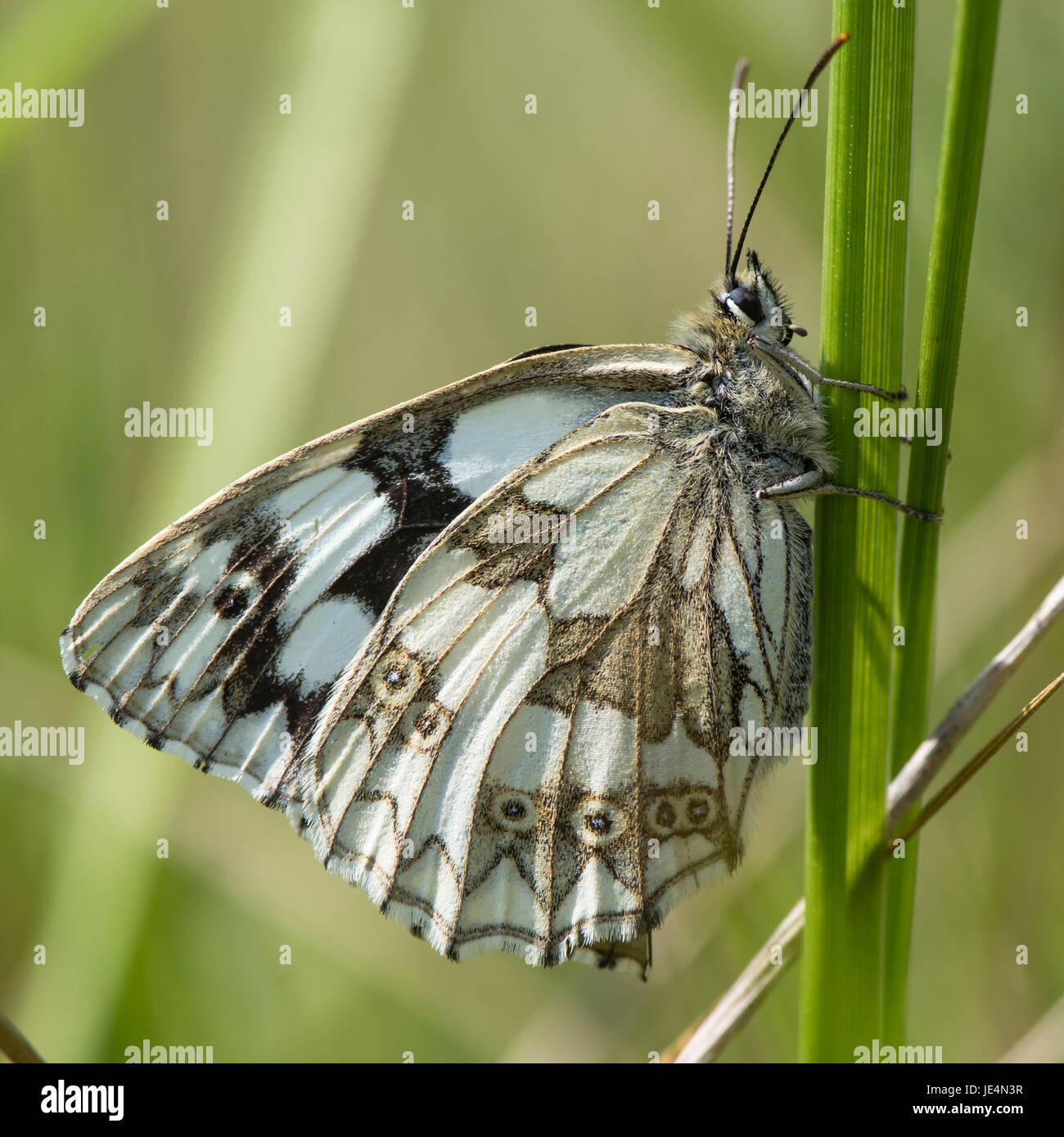 Marbled white butterfly (Melanargia galathea) on grass. Underside of black and white chequered butterfly in the family Nymphalidae, at rest on grass Stock Photo