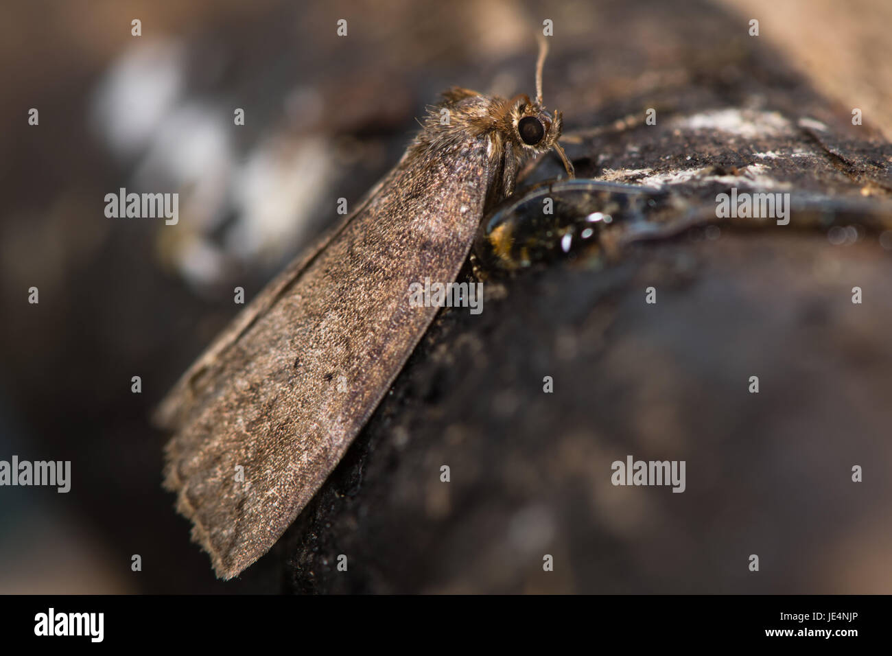 Common lutestring moth (Ochropacha duplaris) feeding. British insect in the family Drepanidae using proboscis to eat honey on branch Stock Photo
