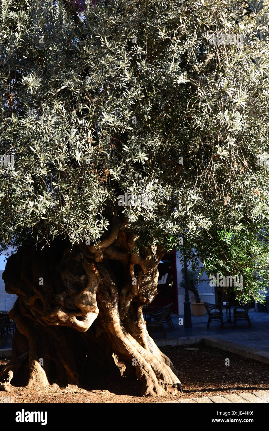 olive olive tree at majorca spain Stock Photo Alamy