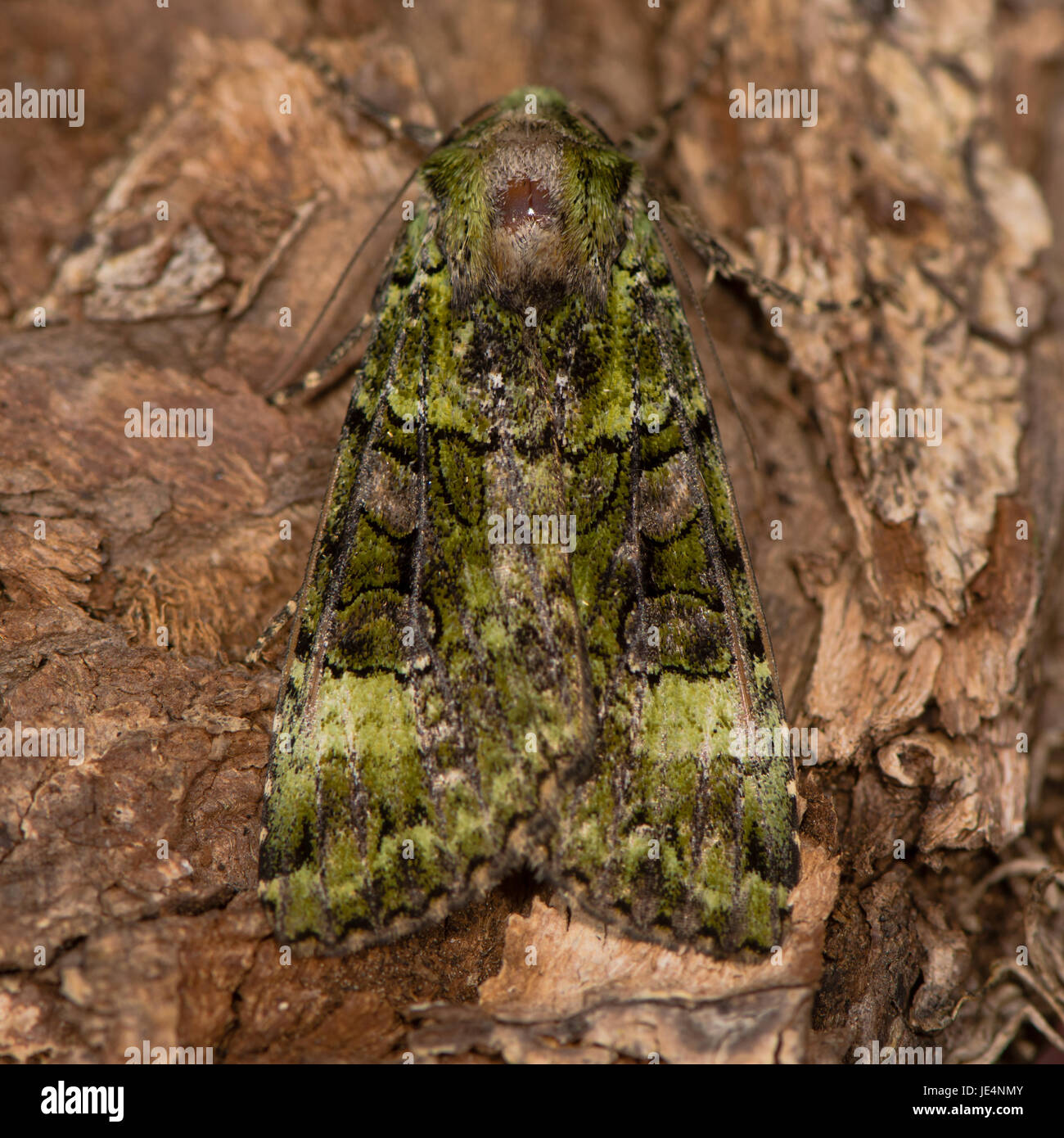 Green arches (Anaplectoides prasina) moth. Camouflaged woodland insect in the family Noctuidae, locally distributed in the UK Stock Photo