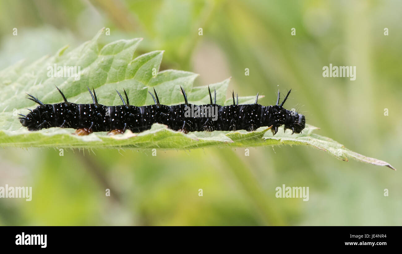 Peacock butterfly (Aglais io) late instar caterpillar. Impressive larva in the family Nymphalidae feeding on stinging nettle (Urtica dioica) Stock Photo
