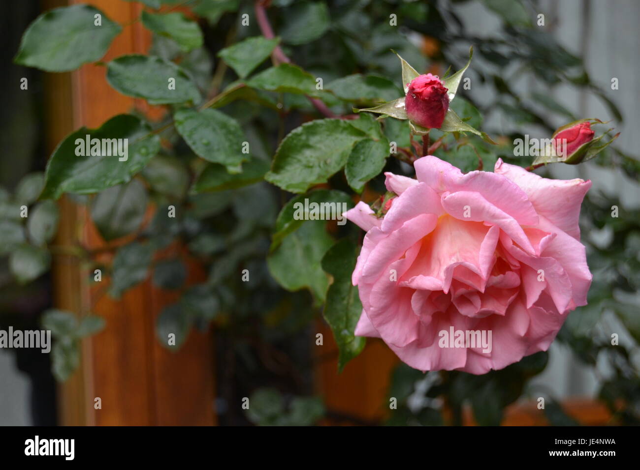 Rose noble hi-res stock photography and images - Alamy