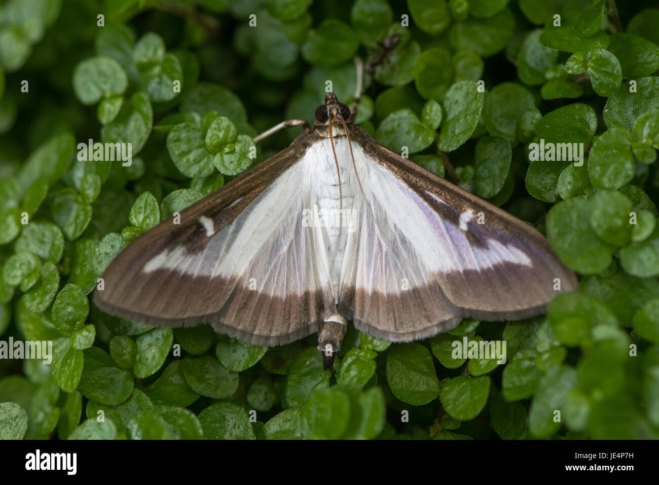 Box tree moth (Cydalima perspectalis). Insect in the family Crambidae, introduced into Europe and a pest species of box (Buxus sp.) Stock Photo