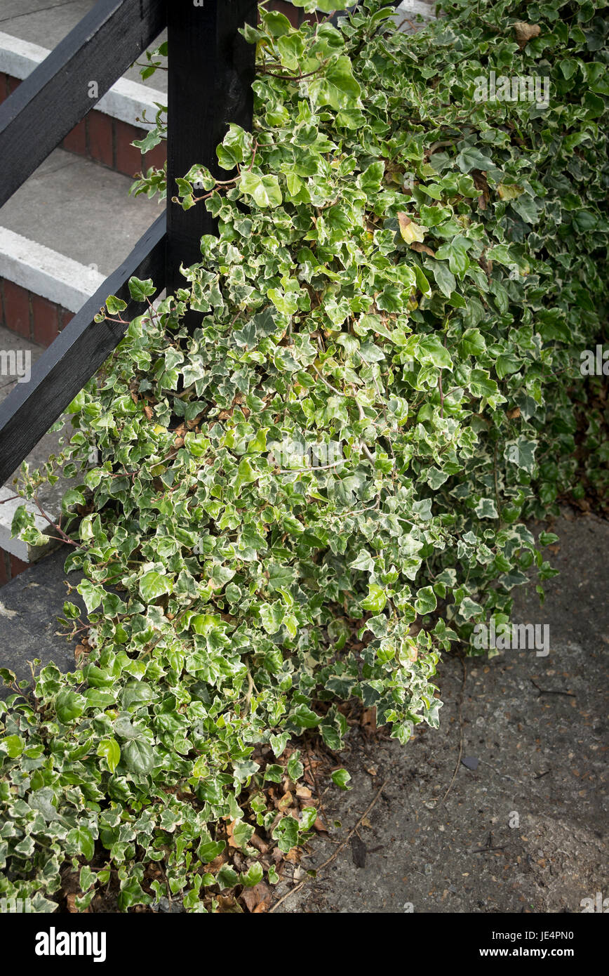 Ivy used to disguise awkward empty space beside an outdoor stairway in UK Stock Photo