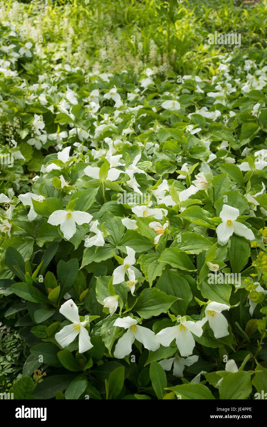 White trillium flowers in a Kentish woodland garden Stock Photo