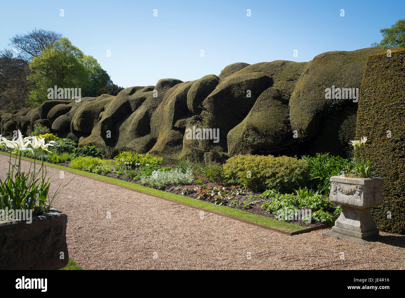 Topiary yew hedge shaped  in cloud form in Walmer Castle garden Kent UK Stock Photo