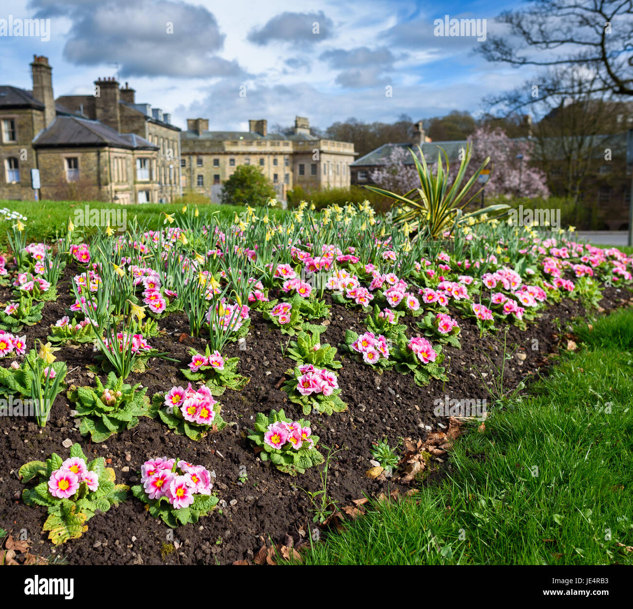 Bedding plants in early spring in Buxton with the Crescent in the