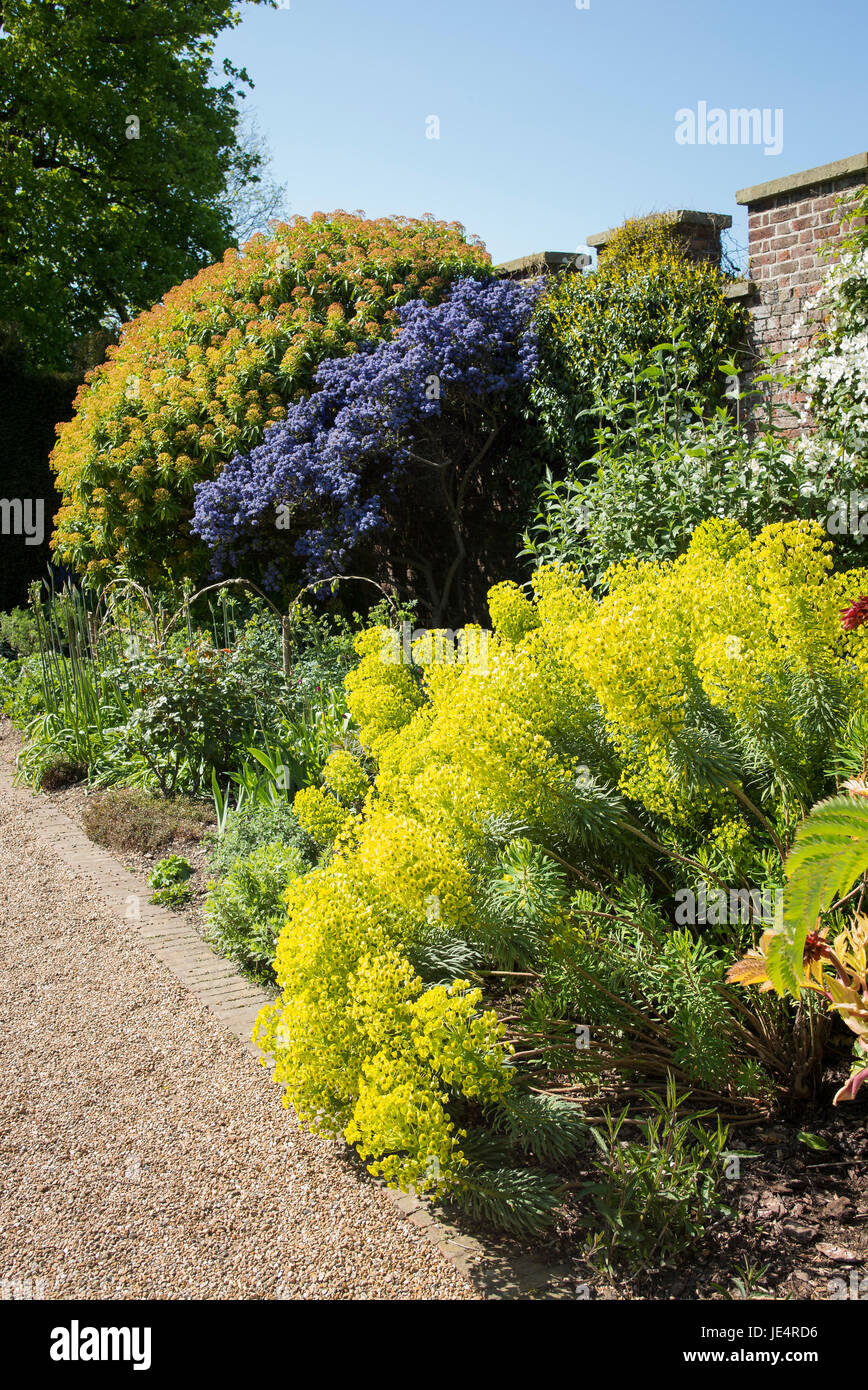Herbaceous border with euphorbia and ceanothus providing Spring colour in the Queen Mothers garden at Walmer Castle Deal Kent UK Stock Photo