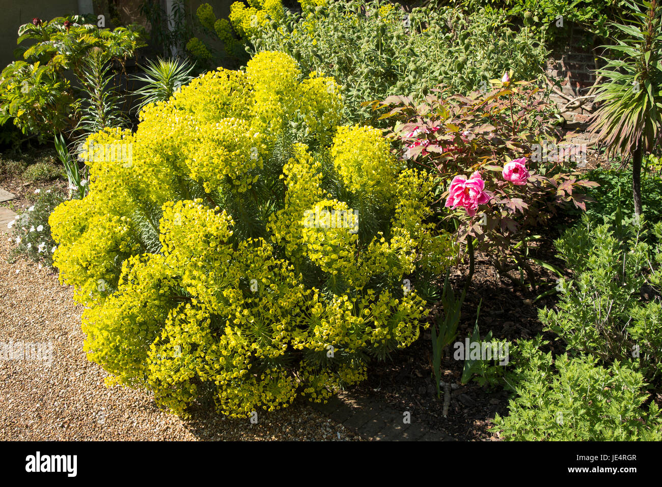 Herbacious border with euphorbia in the Queen Mothers garden at Walmer Castle Deal Kent UK Stock Photo