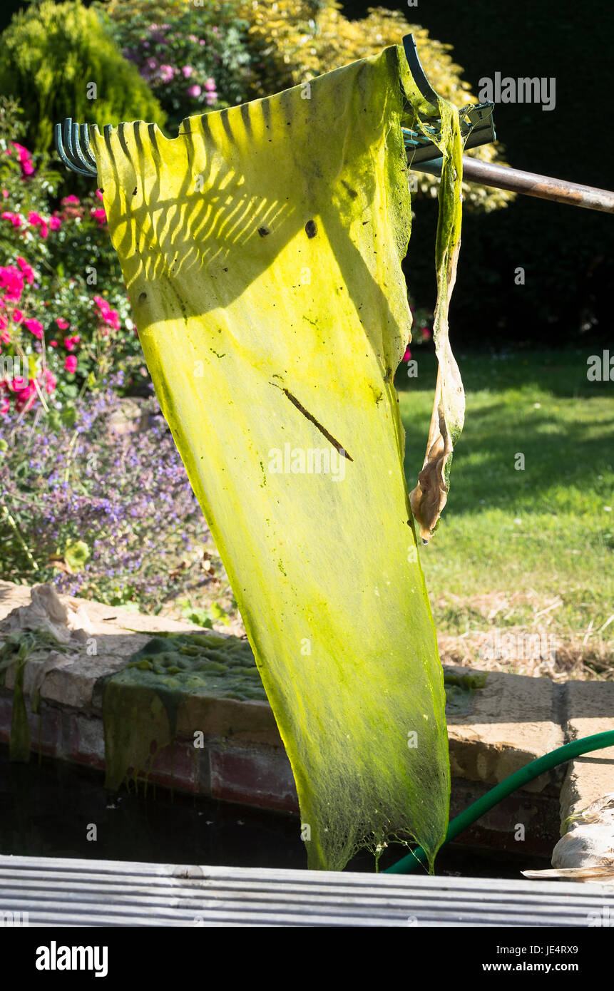 Removing blanket weed from a small garden pool in mid-summer in UK Stock Photo