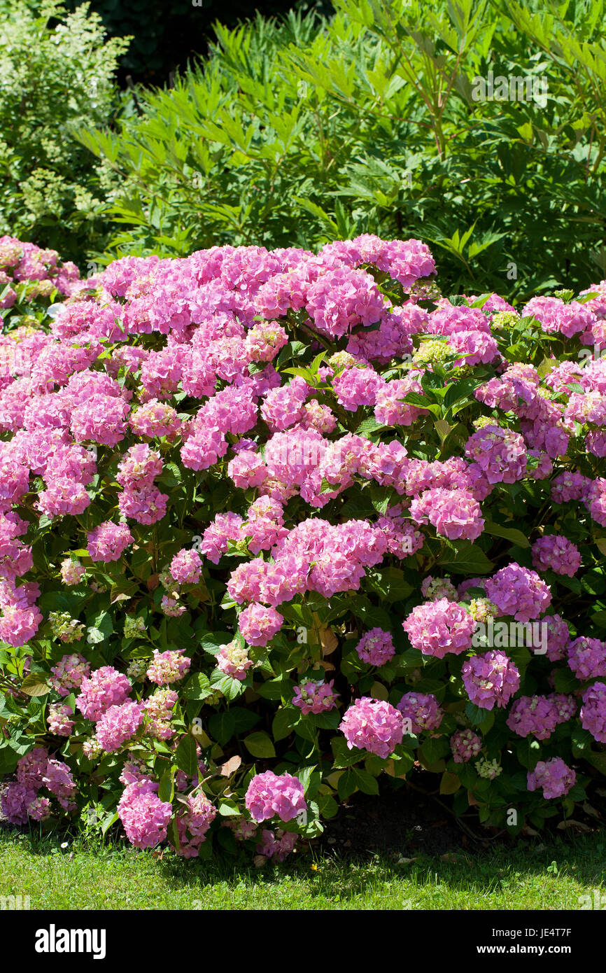 great bush of pink flower hydrangea blooming in the garden Stock Photo ...