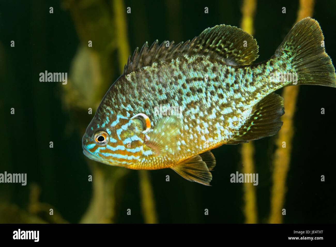 Freshwater fish croatia hi-res stock photography and images - Alamy