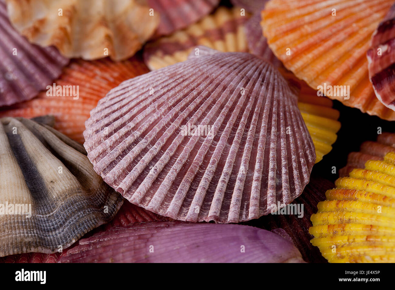 collection of various colorful seashells on black  background Stock Photo