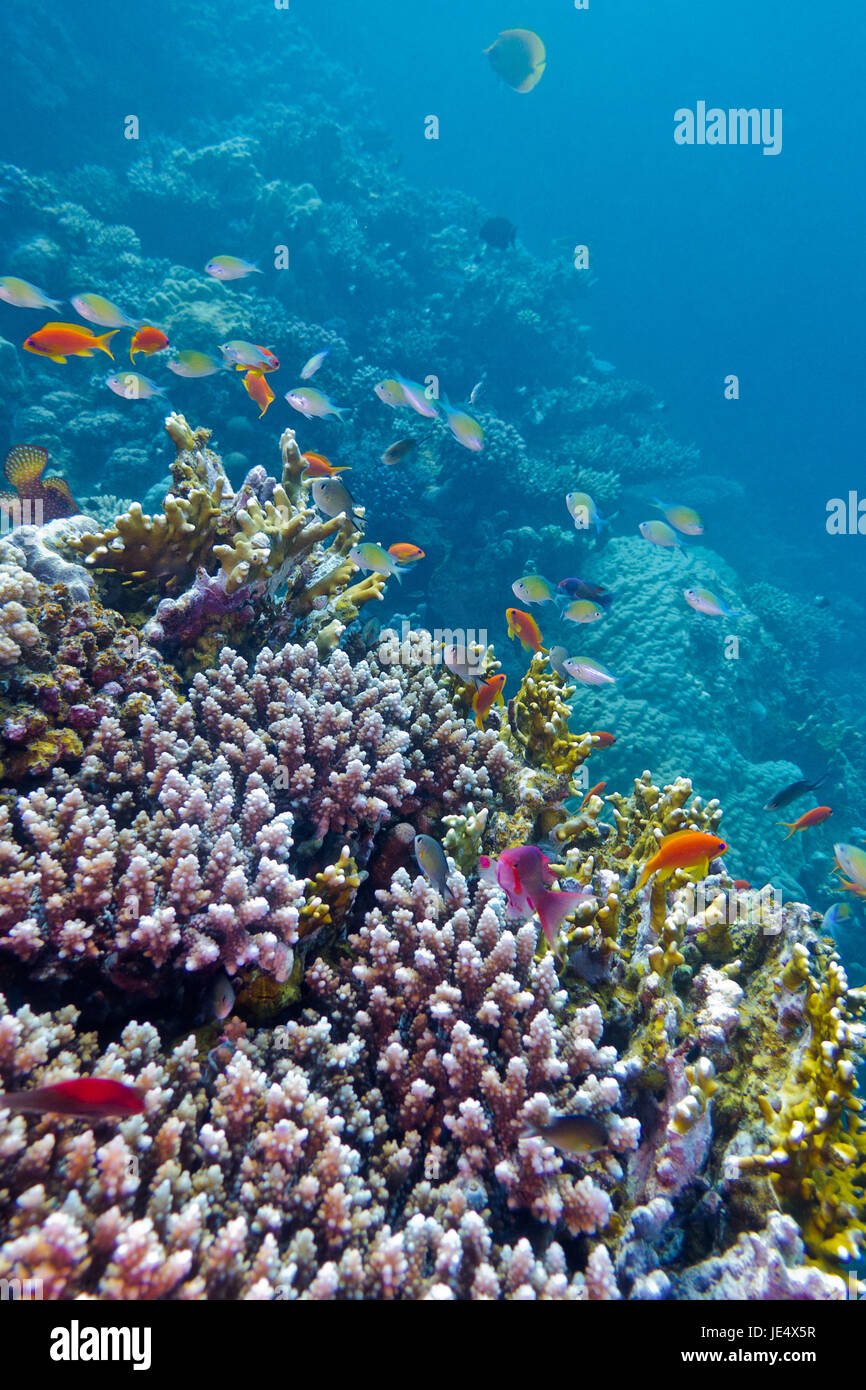 colorful coral reef with exotic fishes at the bottom of tropical sea Stock Photo