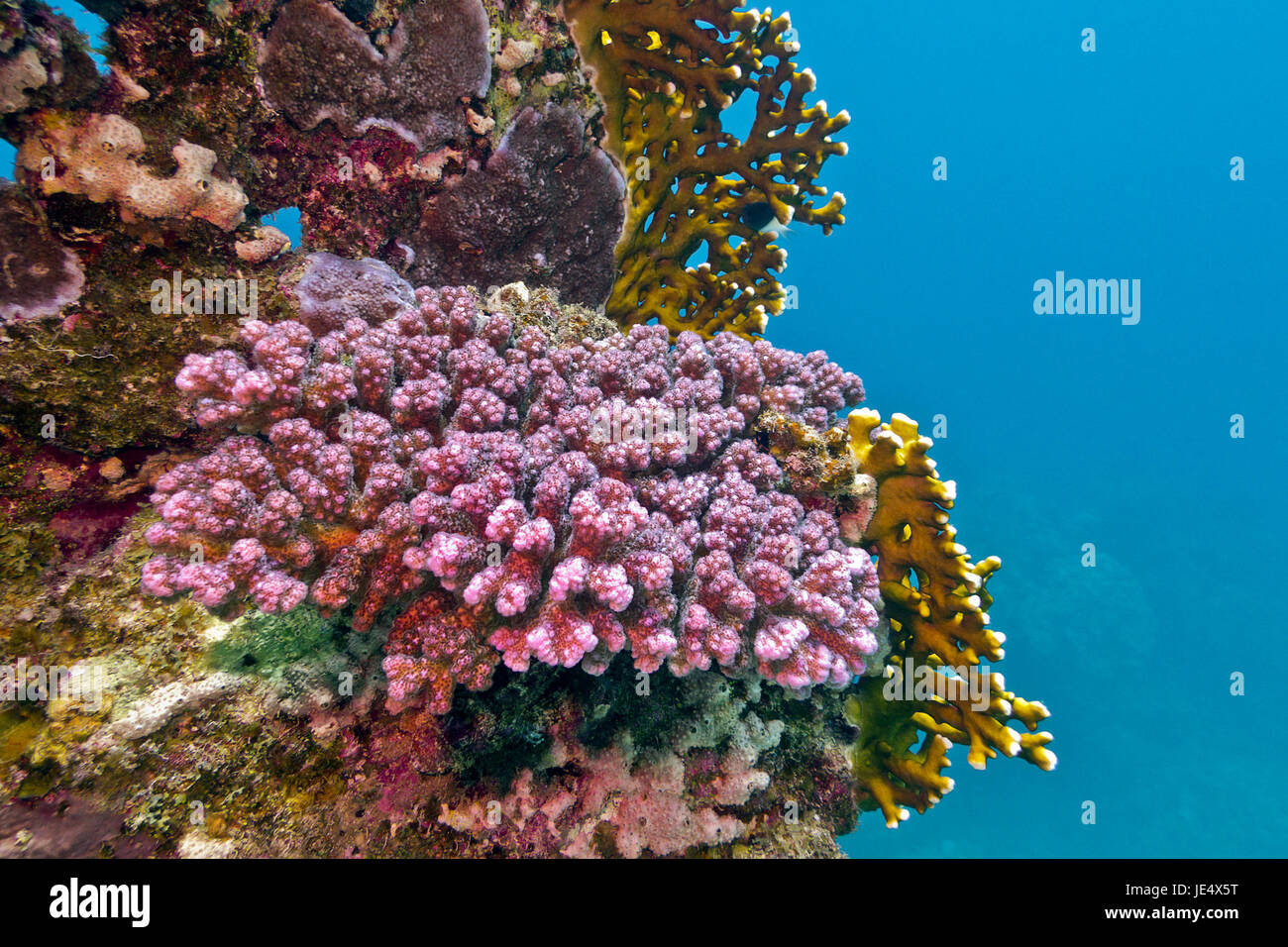 coral reef with violet stony coral at the bottom of tropical sea Stock Photo