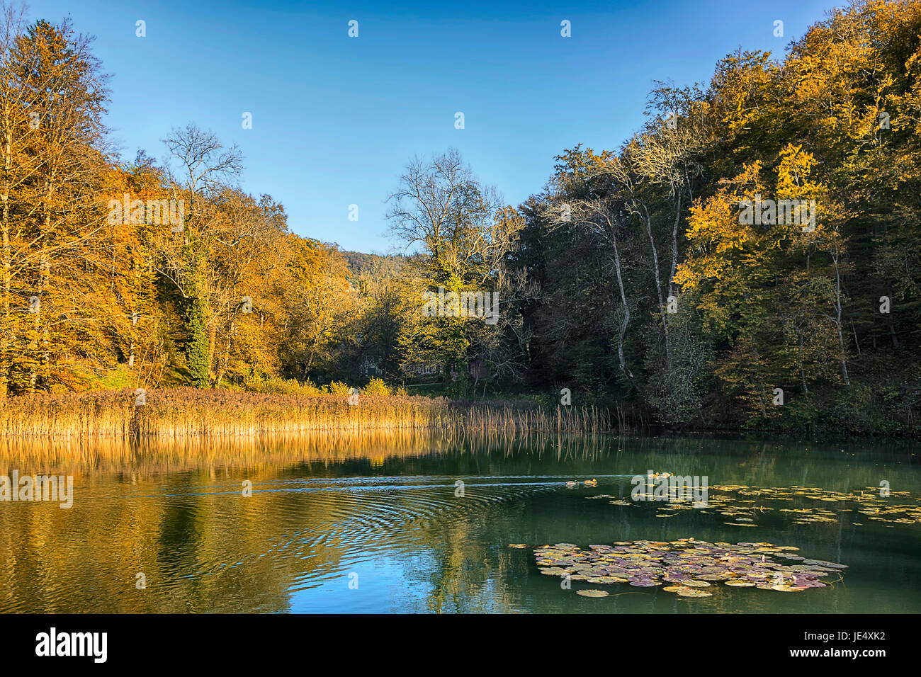 october mood at the upper pond Stock Photo