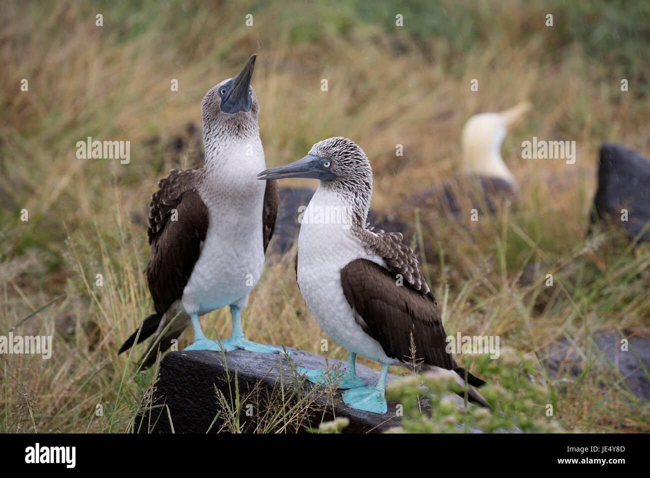 South America, Ecuador, Galapagos Islands, Espanola or Hood Island, Blue footed boobies (Sula nebouxii), courting pair Stock Photo