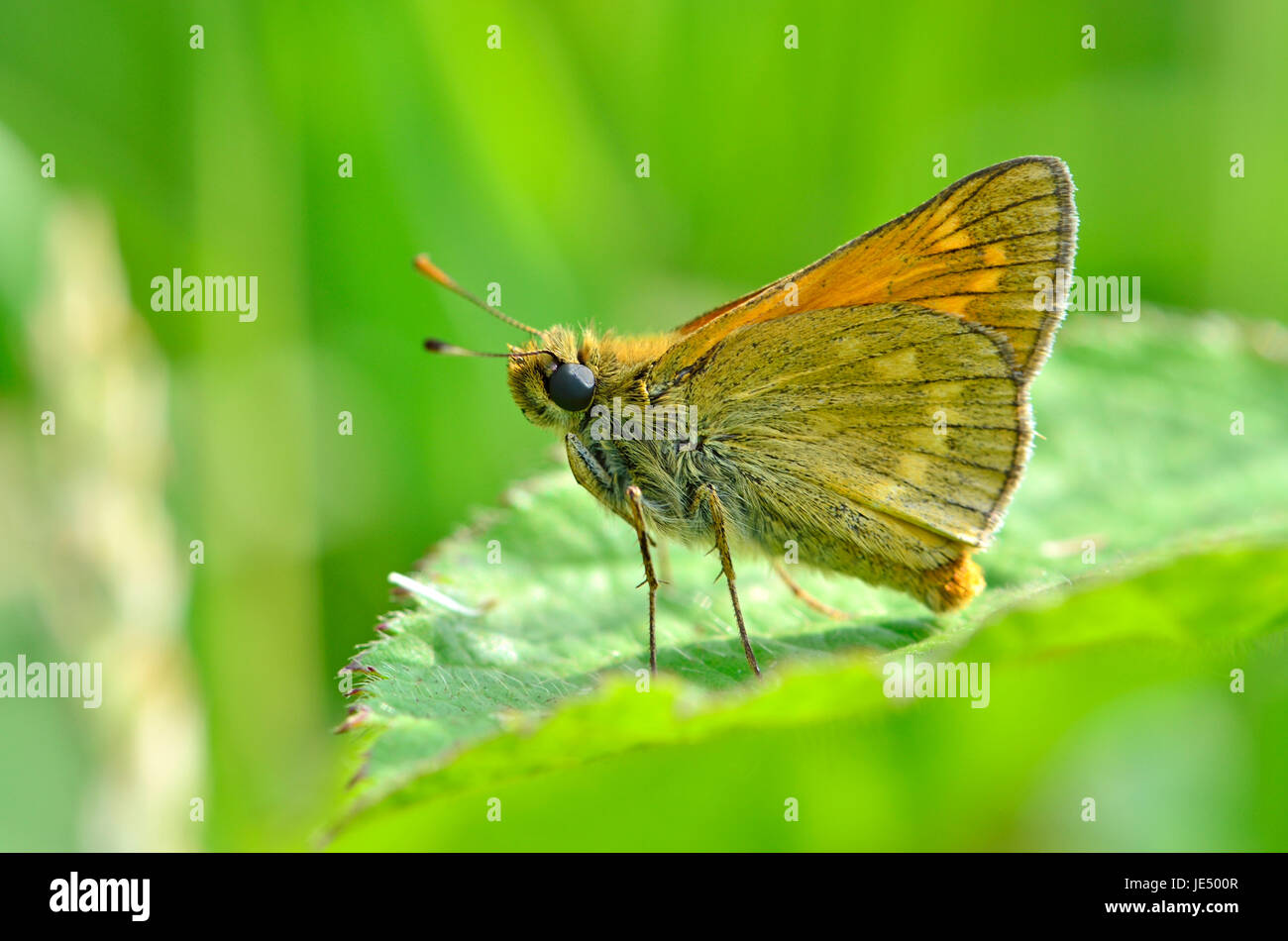 Large Skipper butterfly (Ochlodes sylvanus) underwing. Kent, England, late June Stock Photo