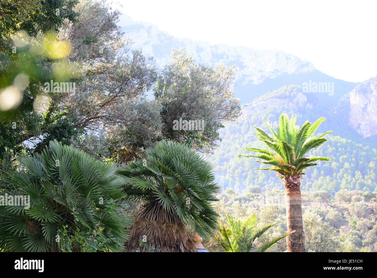 palms in mallorca - soller - spain - balearic Stock Photo