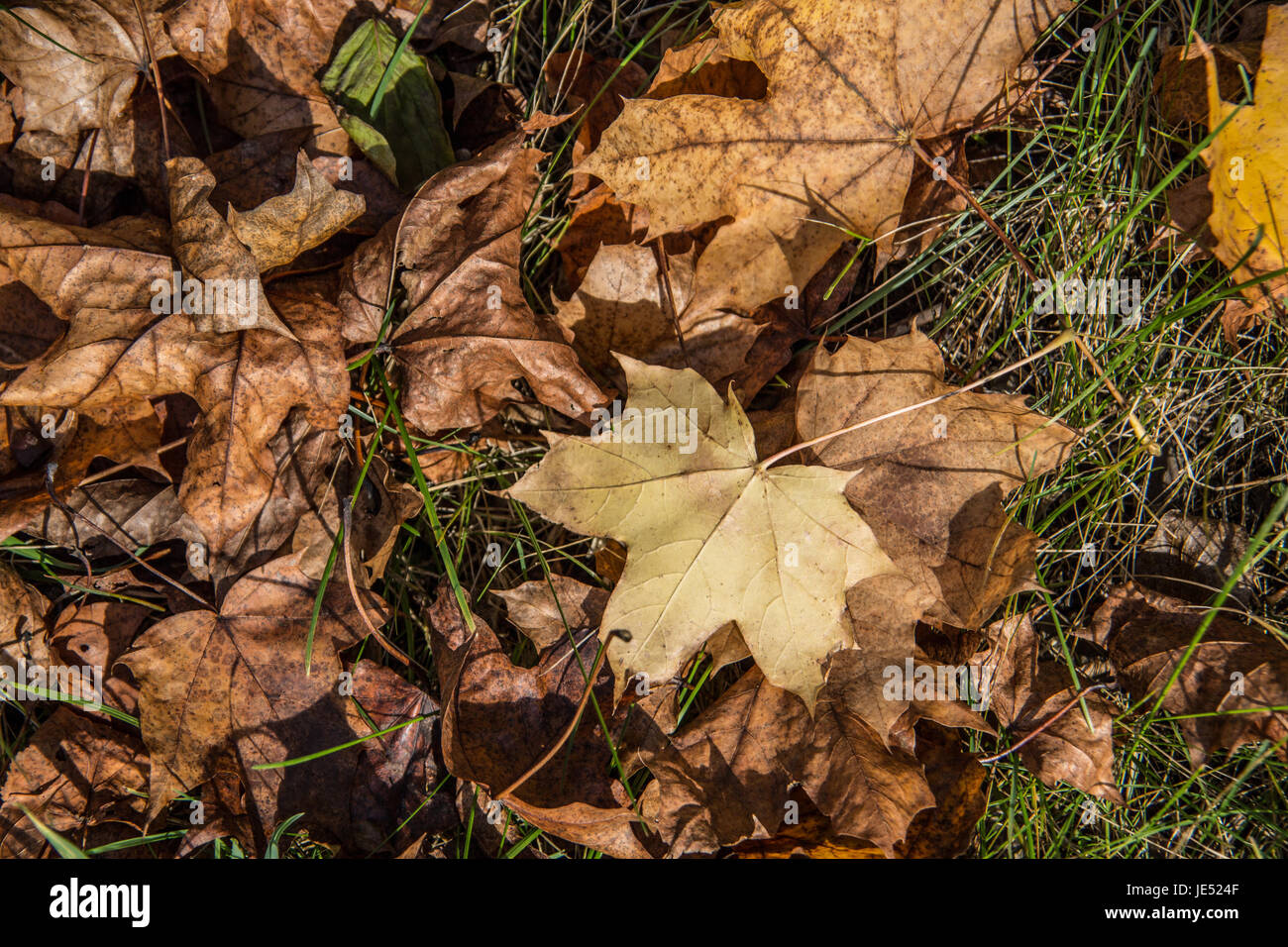 Bunte Blätter im Gras Stock Photo