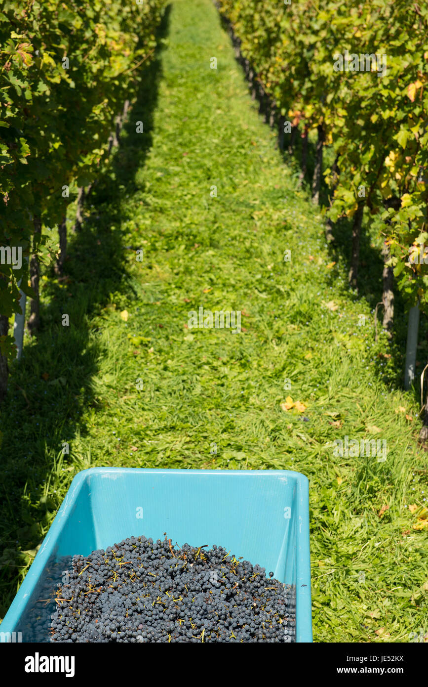 Rote Weintrauben nach der Ernte in einer Bütte im Weinberg Stock Photo