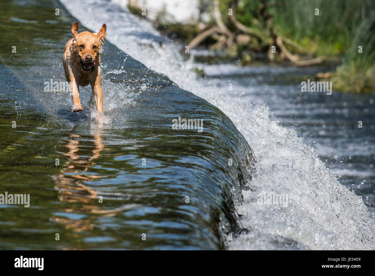 A dog runs through the water on Warleigh Weir on the river Avon near