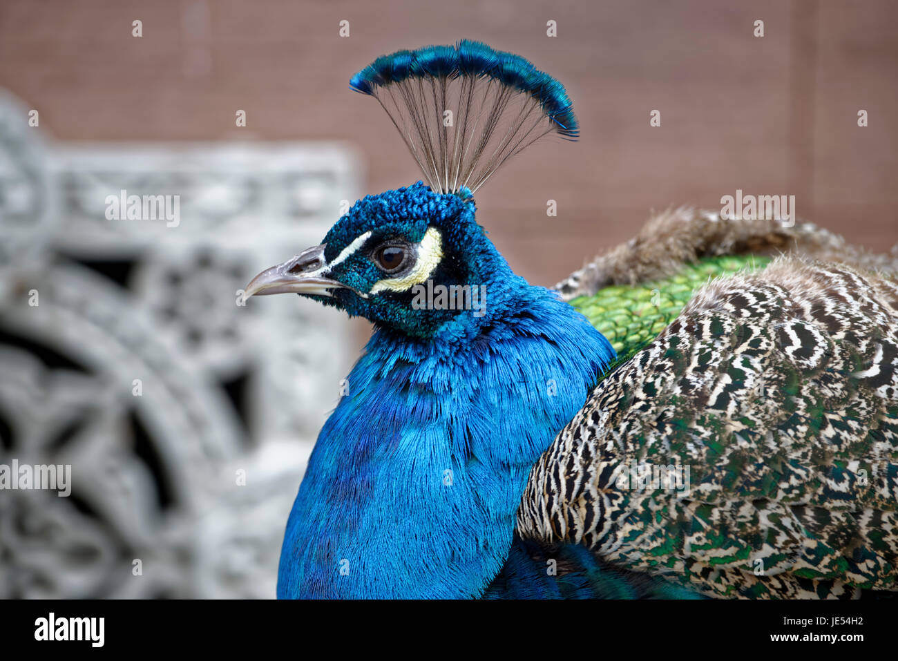 Indian peafowl (Pavo cristatus) in profile is observing the environment. Stock Photo