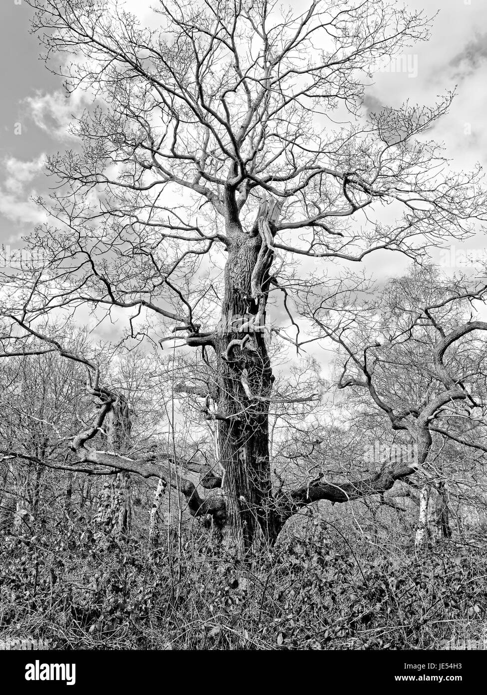 An ancient oak stands tall and proud Stock Photo Alamy