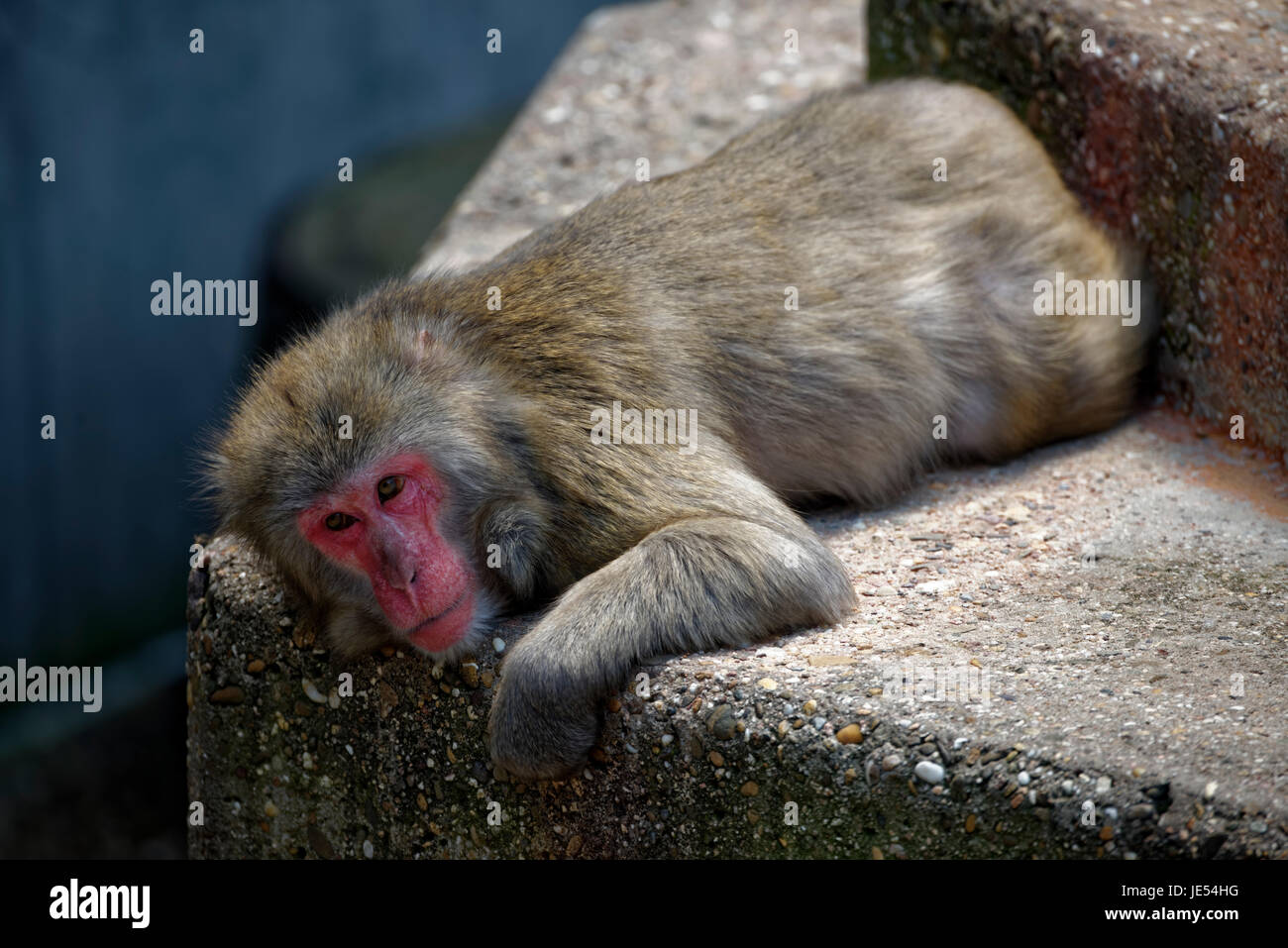 A Japanese Macaque (Macaca fuscata) is lying and looking around. Stock Photo