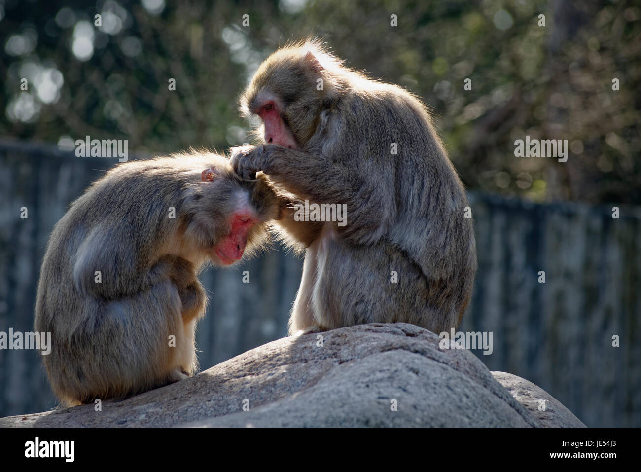 Japanese macaque (Macaca fuscata) are maintaining their social relationships within the group by grooming each other. Stock Photo