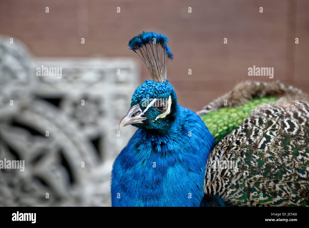 Indian peafowl (Pavo cristatus) in profile is observing the environment. Stock Photo