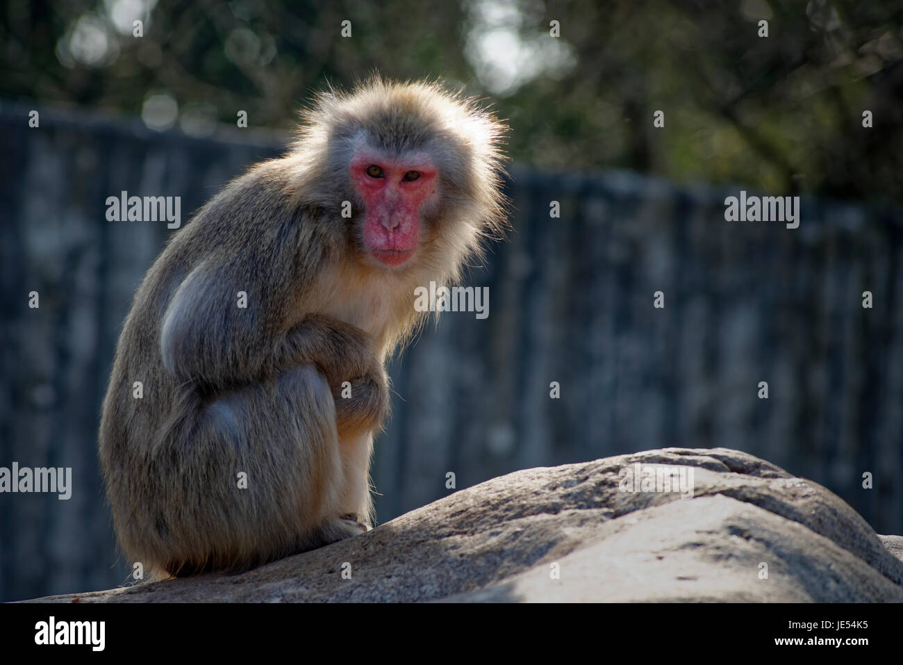 A Japanese Macaque (Macaca fuscata) is sitting on a rock . Back light is showing up the fluffiness of its fur. Stock Photo