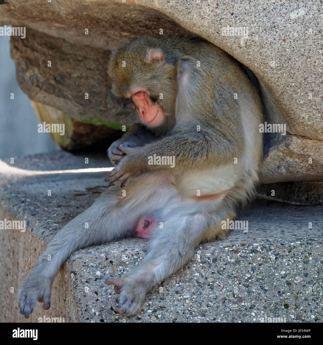 This male Japanese Macaque (Macaca fuscata) sitting under a rock is pre-occupied with itself. Stock Photo