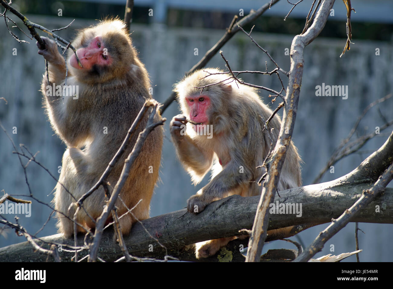 Japanese macaques (Macaca fuscata)) eat bark and small branches of a tree. Stock Photo
