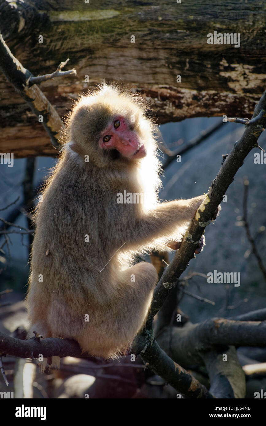 A Japanese Macaque (Macaca fuscata) is sitting on branches. It looks directly into the camera. Stock Photo