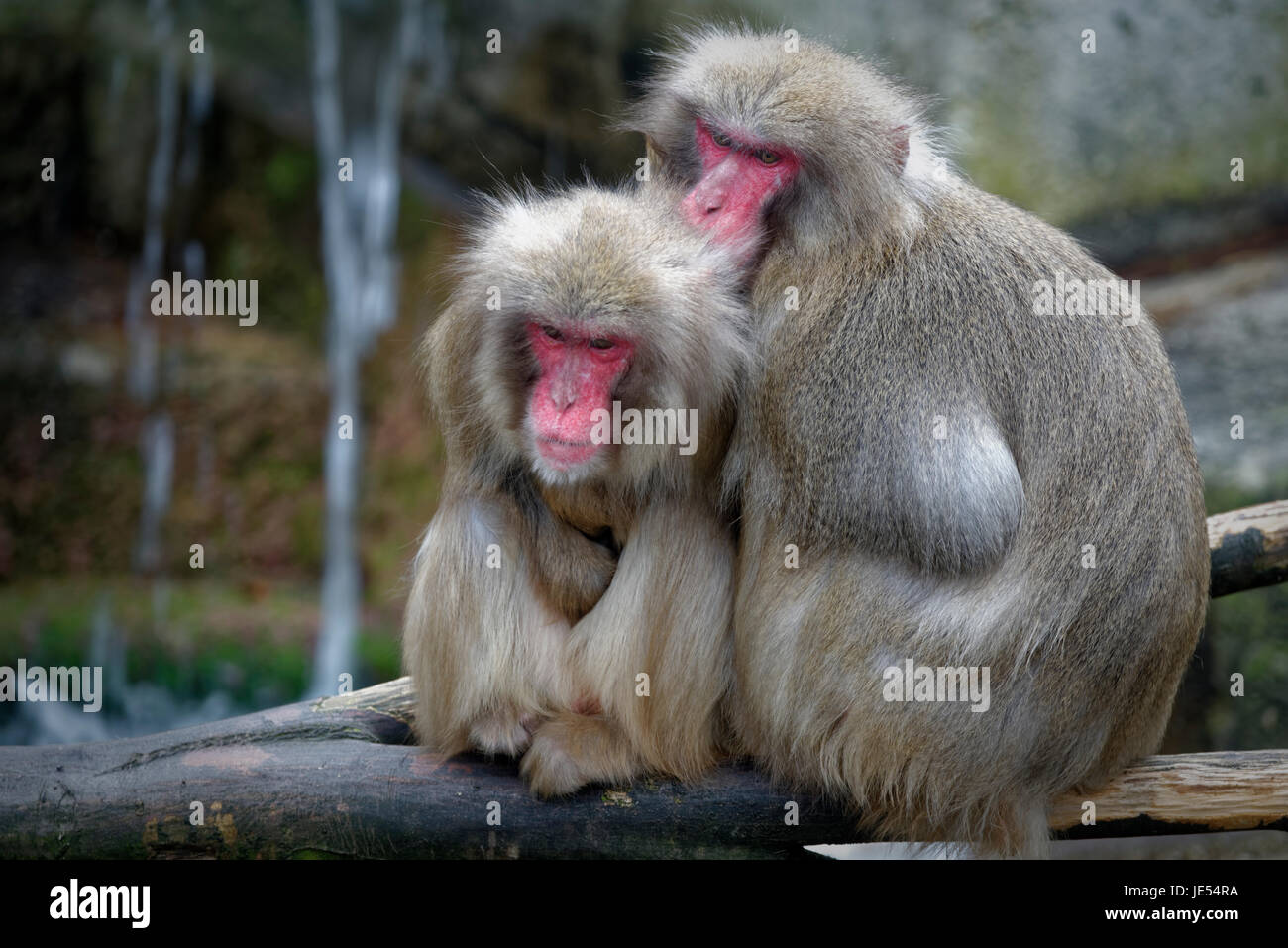 Japanese macaques (Macaca fuscata) are warming each other by sitting closely together. Stock Photo