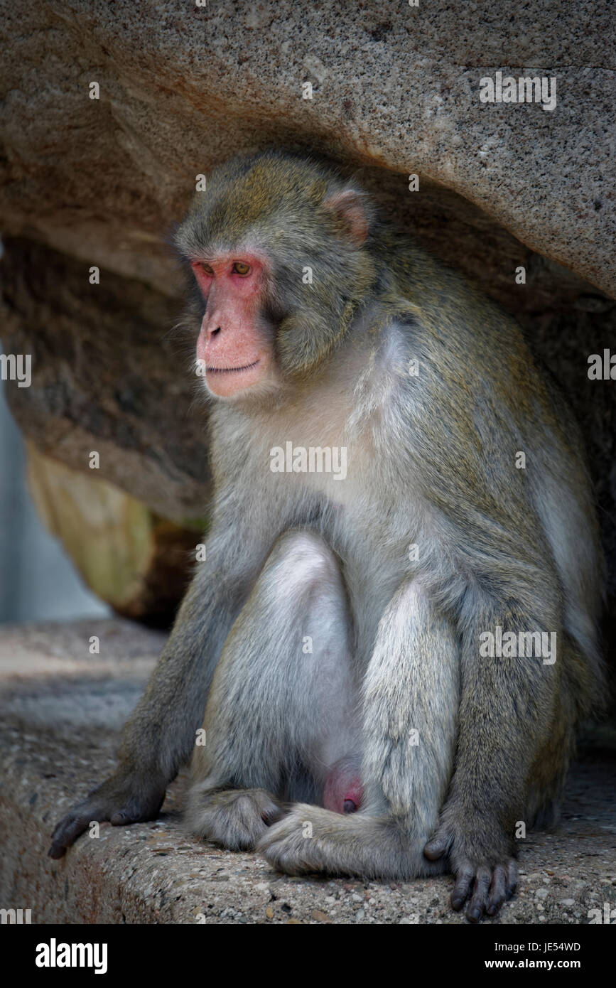 This male Japanese Macaque (Macaca fuscata) sitting under a rock is observing its mates. Stock Photo