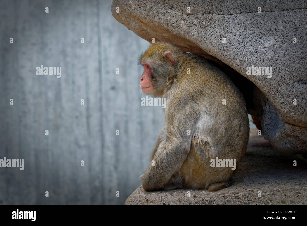 A male Japanese Macaque (Macaca fuscata) is sitting under the cover of a huge rock. Stock Photo