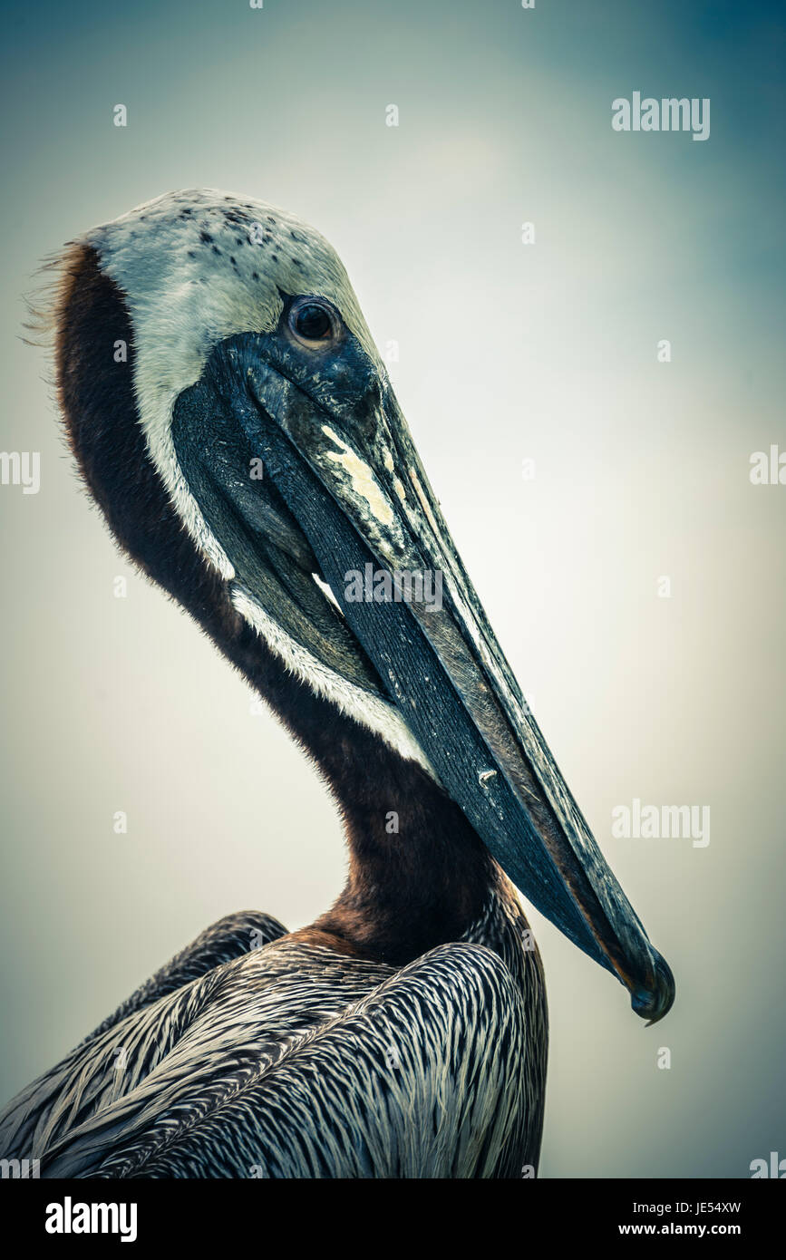 At the costs of Florida is the Brown Pelican (Pelecanus occidentalis)  diving into the Caribbean Sea. It is one of only two Pelican species, which are hunting in this way. It is the smallest Pelican out of eight different species. Nevertheless it's a big sea bird with 106–137 cm (42–54 in) in length, weighs from 2.75 to 5.5 kg (6.1 to 12.1 lb) and has a wingspan from 1.83 to 2.5 m (6.0 to 8.2 ft). Stock Photo