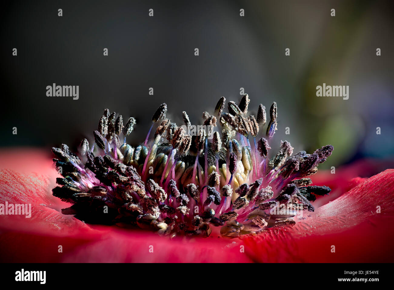 Focus stacking is showing the tiny details of an anemone. Stock Photo
