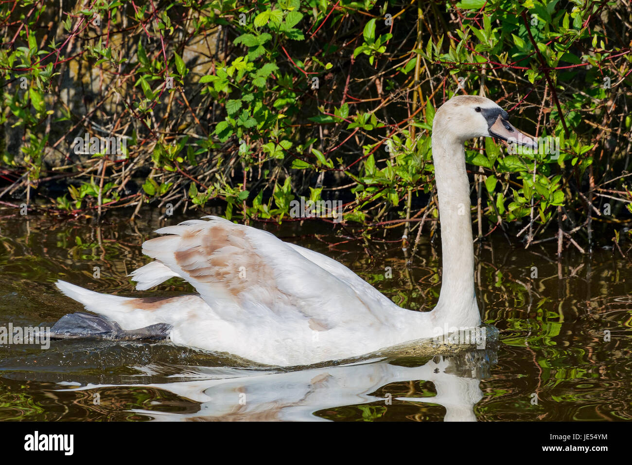 Young cygnet creates a wake as it glides slowly along the edge of Rufford lake in Nottinghamshire Stock Photo