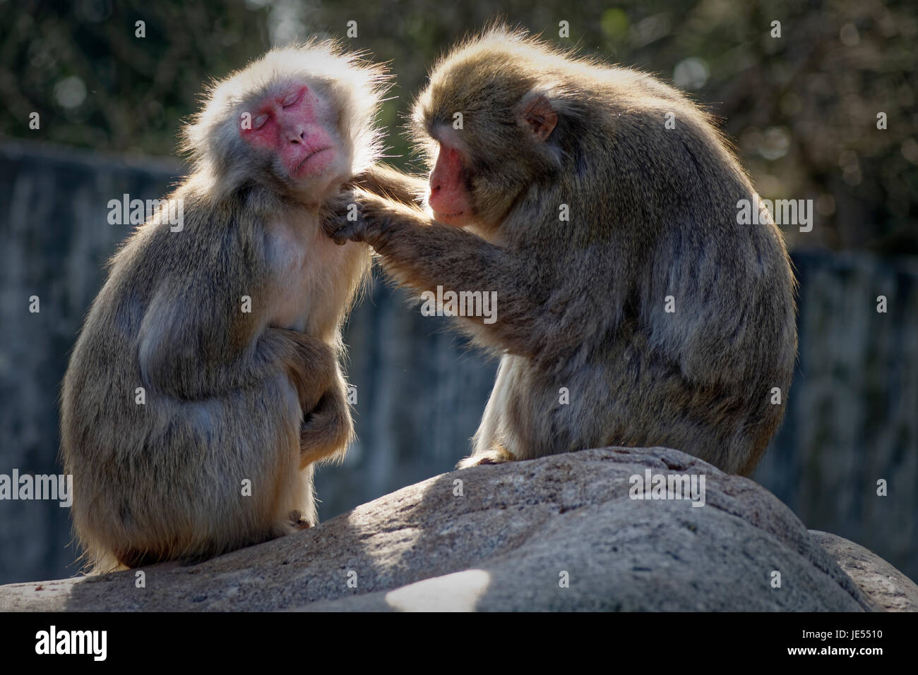 Japanese macaque (Macaca fuscata) are maintaining their social relationships within the group by grooming each other. Stock Photo