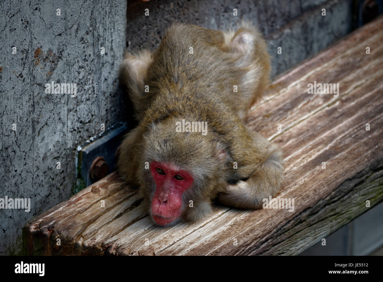 A totally relaxed Japanese Macaque (Macaca fuscata) is lying on its favourite place: a wooden board. Stock Photo