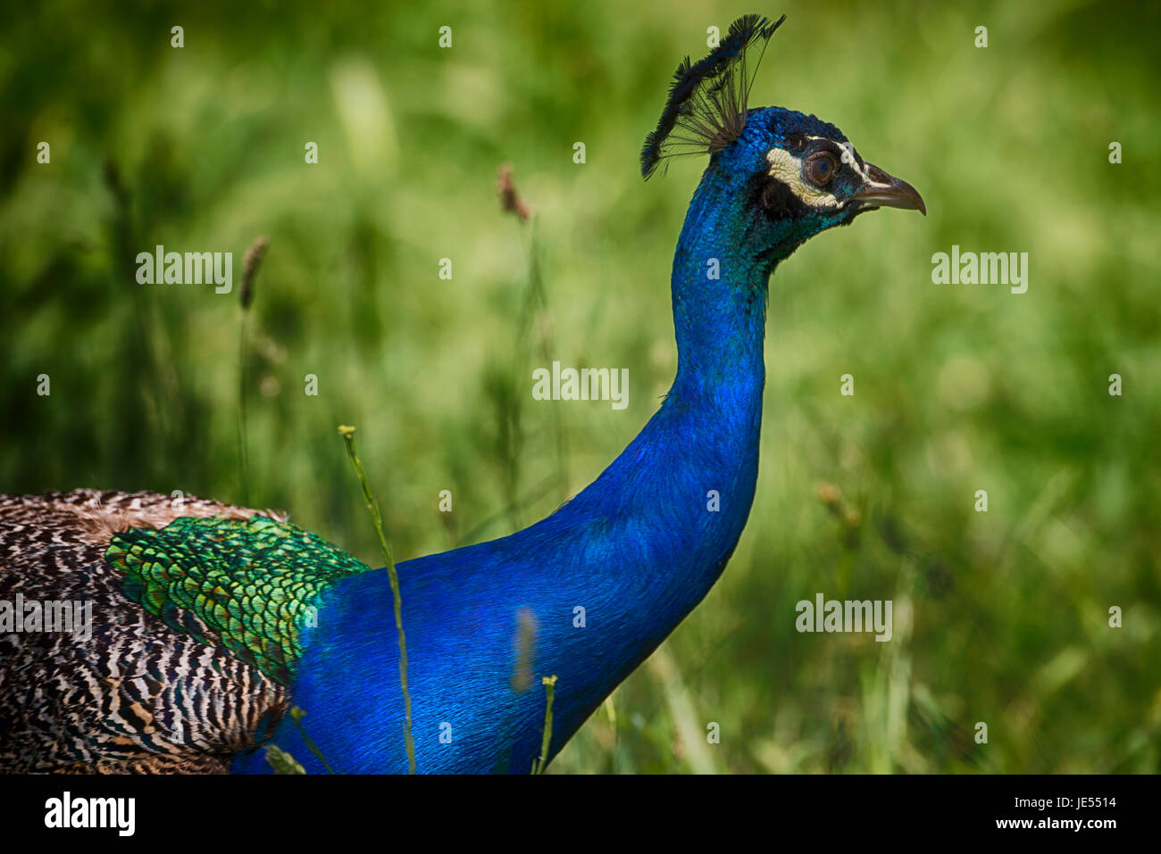 Indian peafowl (Pavo cristatus) in profile is observing the environment. Stock Photo