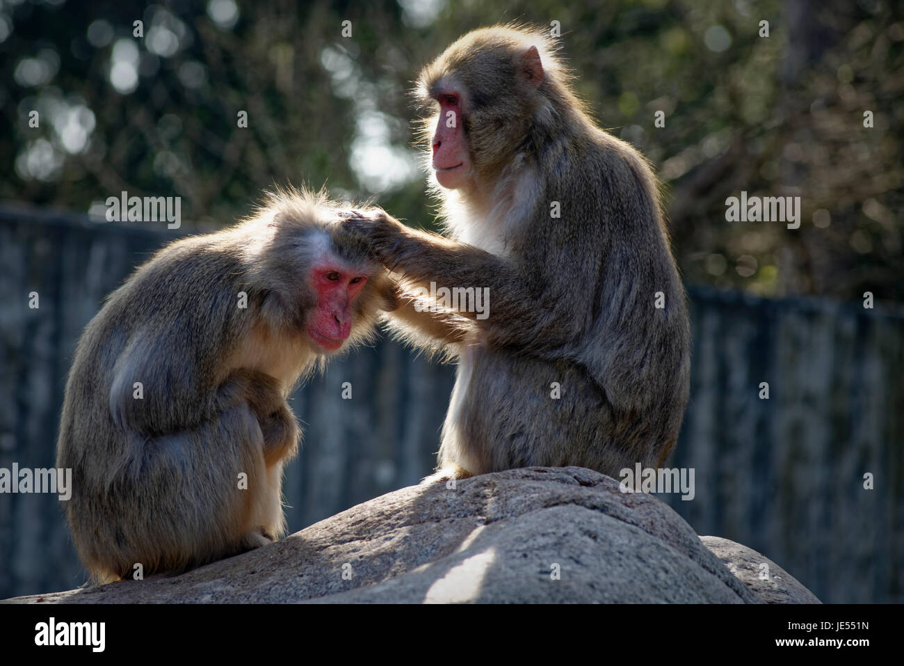 Japanese macaque (Macaca fuscata) are maintaining their social relationships within the group by grooming each other. Stock Photo