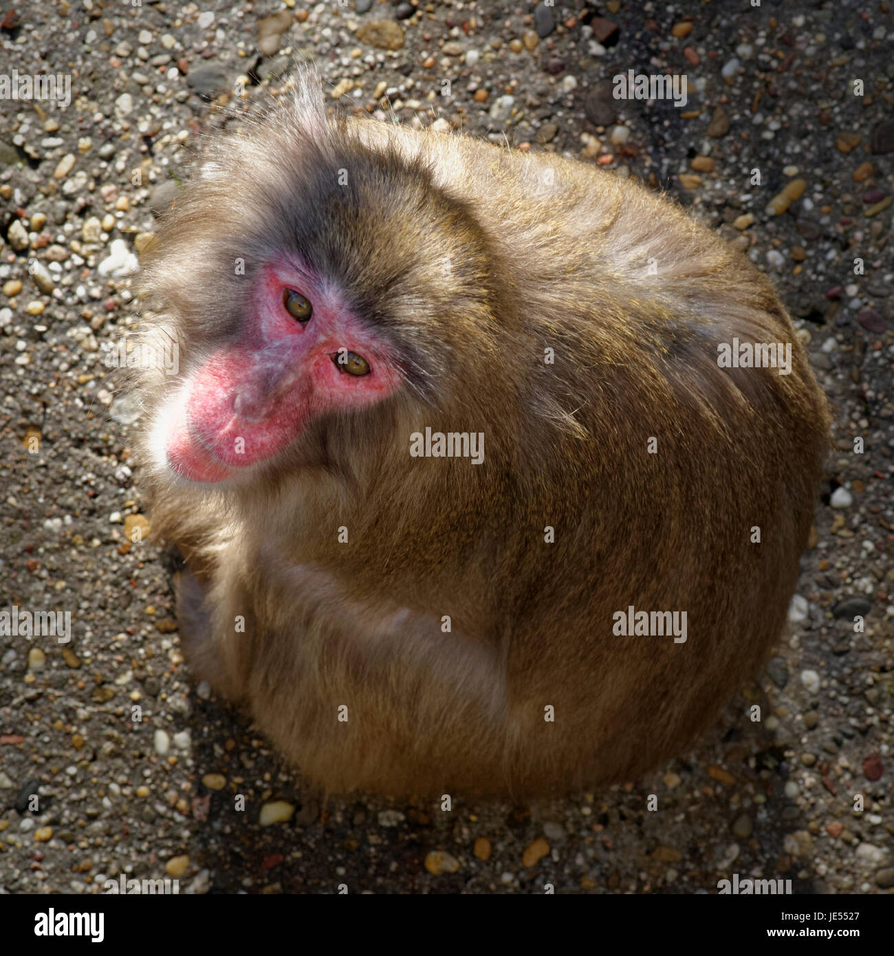 A sitting Japanese Macaque (Macaca fuscata) looks upwards, while I am directly above him. Stock Photo