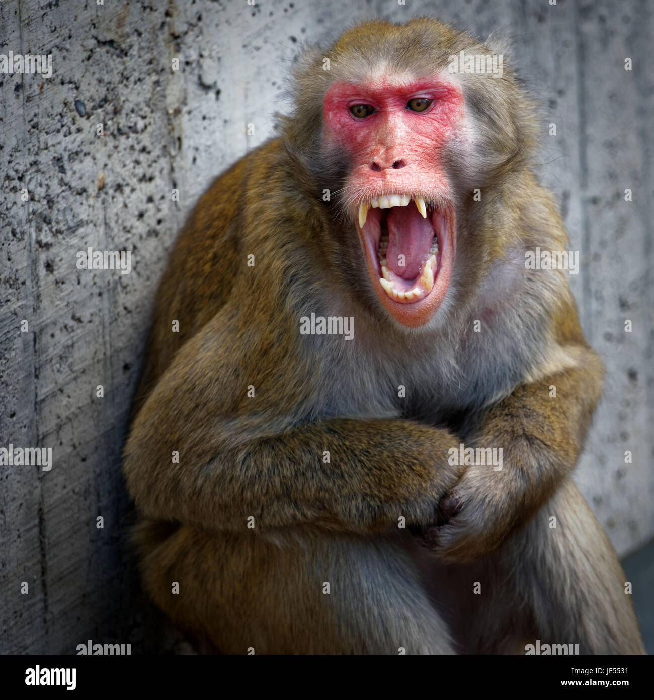 A young male Japanese Macaque (Macaca fuscata) shows his impressive fang to keep another male macaque in distance. Stock Photo